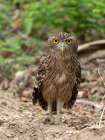 Brown fish owl, Sri Lanka, South Asia Art Print